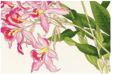 Orchid Blooms  
