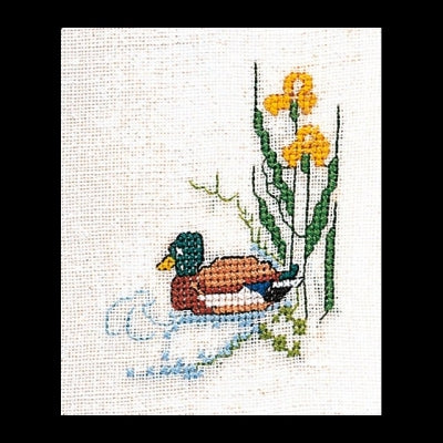 Mallard Duck