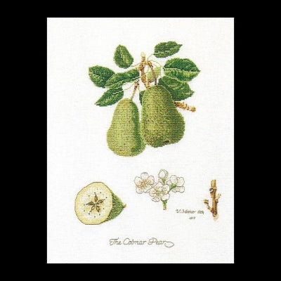 Pears 