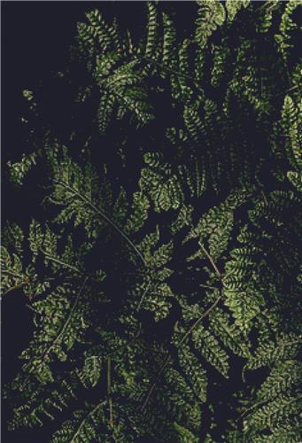 Ferns