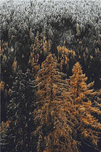 Conifer Forest