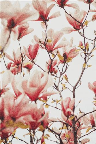 Spring Cherry Blossoms