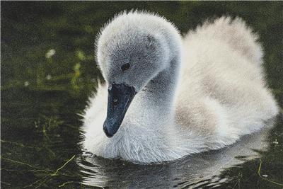 Cygnet