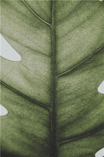Leaf Macro