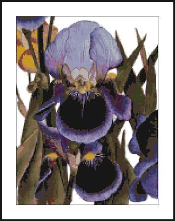 My Iris Garden