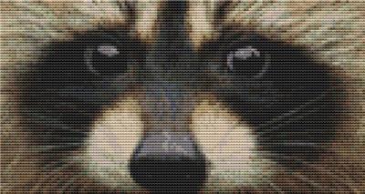 Through the Eye - Raccoon