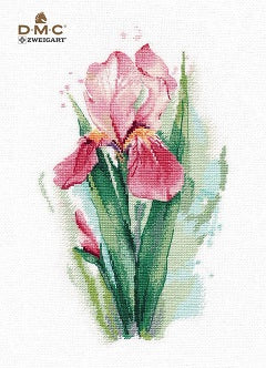 Pink Iris