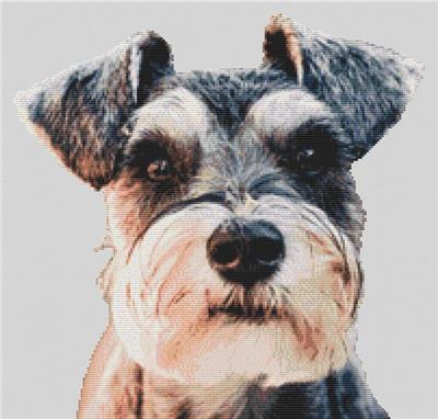 Schnauzer Alert