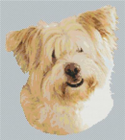Wheaten Glen of Imaal Terrier