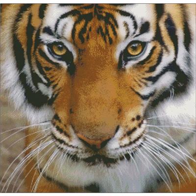 Small Tiger Stare