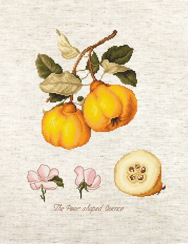 Pear Shaped Quince, The