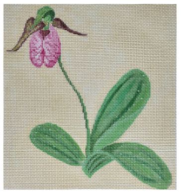 Pink Ladys Slipper