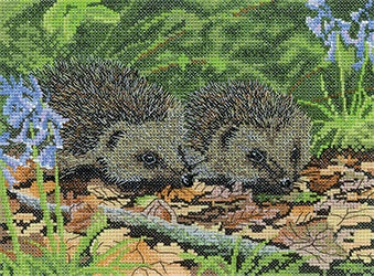 Hedgehog in Spring