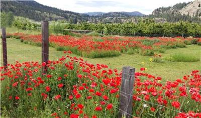 Summerland Poppies (full)