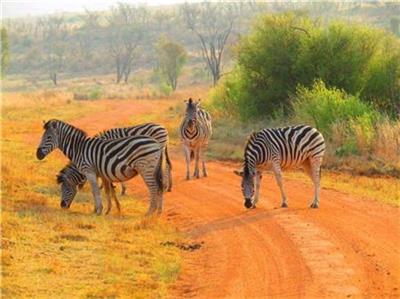 Zebra Family