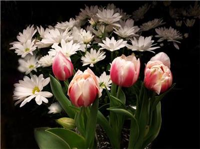 Spring Tulips