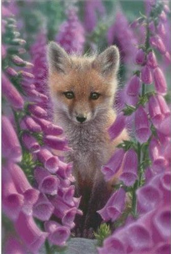 Foxgloves