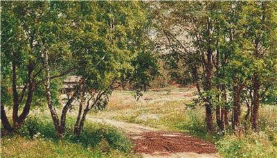 Birches in Summer