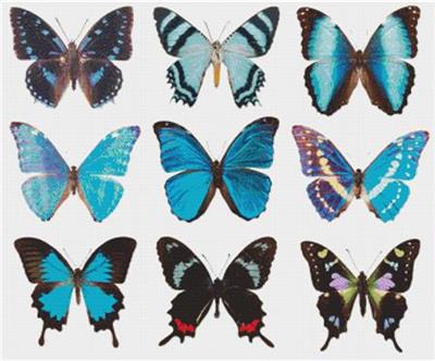 Blue Butterflies