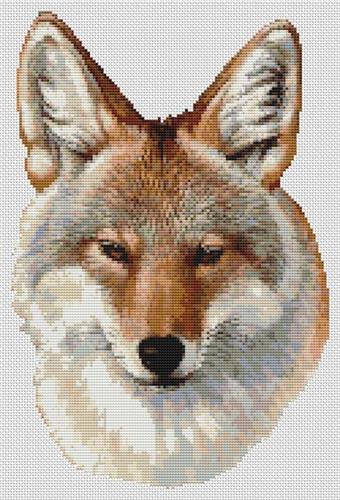 Coyote Portrait