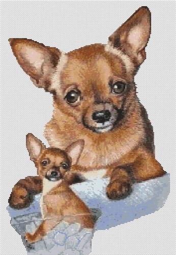 Chihuahua - Toby