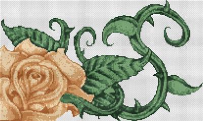 Cream Rose