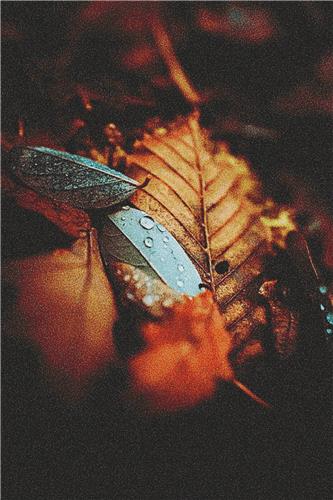 Crunchy Leaves