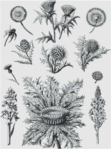Decorative Floral Plants I