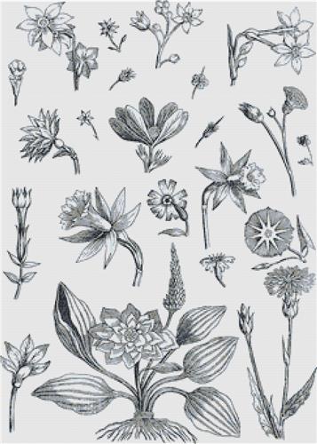 Decorative Floral Plants
