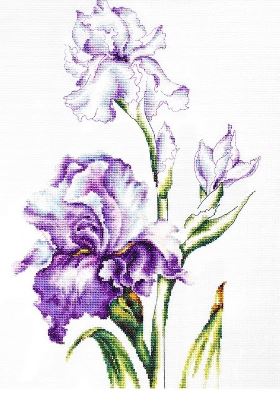 Irises