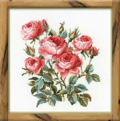 Garden Roses