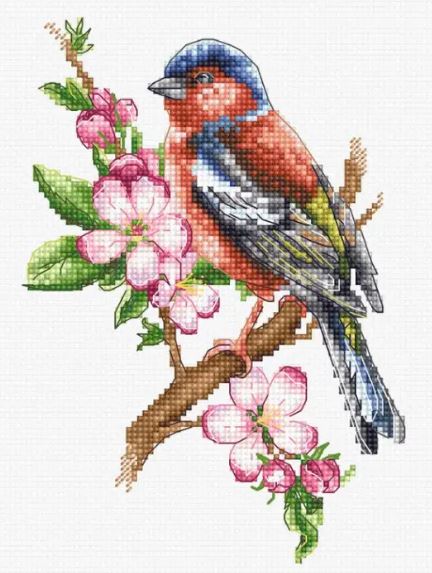 Chaffinch Bird