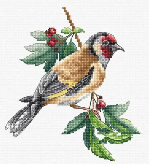 Goldfinch Bird