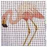 Flamingo - Shelling