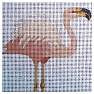 Flamingo - Standing
