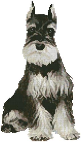 Mini Schnauzer 2