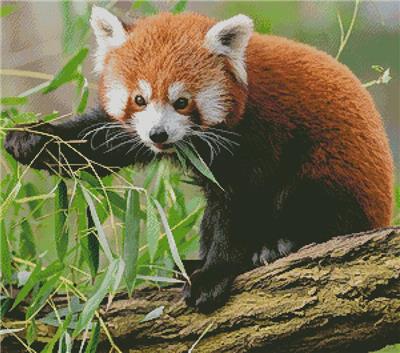 Red Panda