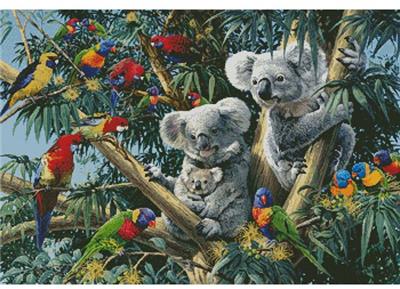 Koala Outback