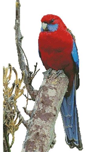 Crimson Rosella Photo (No Background)