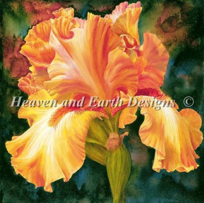 Iris of Gold/Mini - Marianne Broome