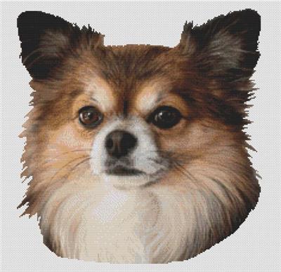 Long Haired Chihuahua 1