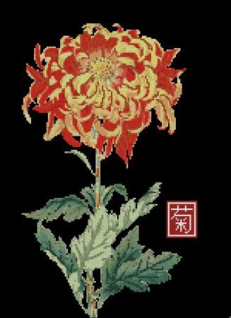 Japanese Chrysanthemum Orange