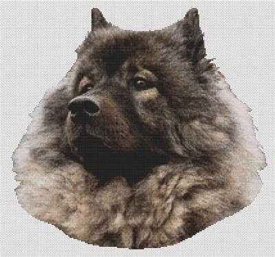 Keeshond 2