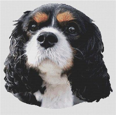 Tri-Colored Cavalier King Charles Spaniel