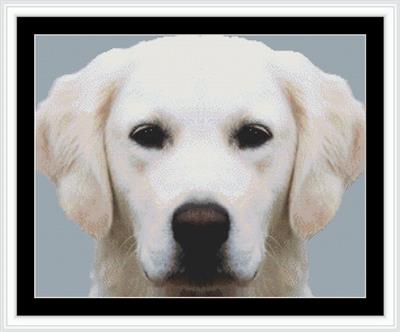 Yellow Labrador Retriever