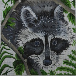 Racoon