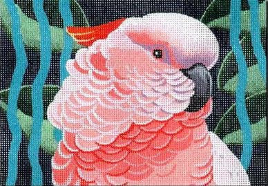 Moluccan Cockatoo