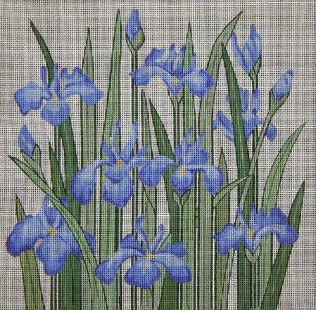 Iris