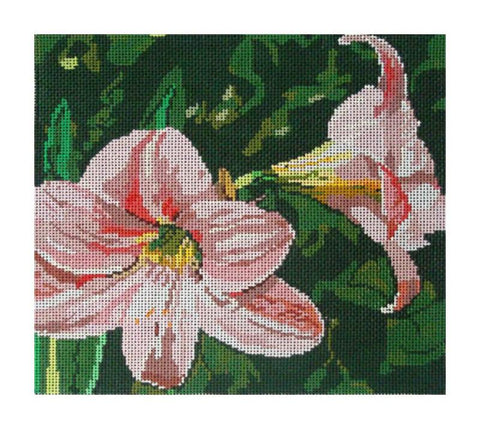 White Amaryllis