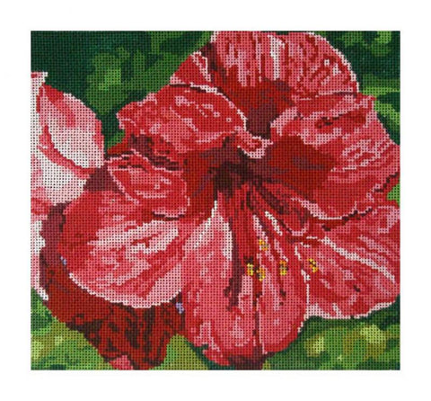 Red Amaryllis